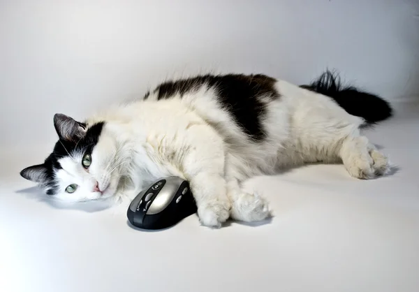Кіт і комп'ютерна миша Ліцензійні Стокові Фото