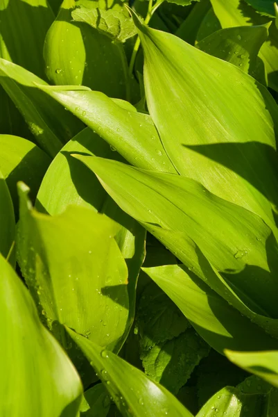 stock image Leaf