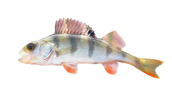 stock image Fish