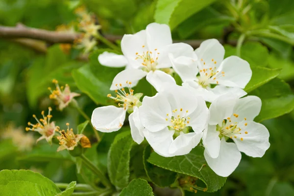 stock image Flowers