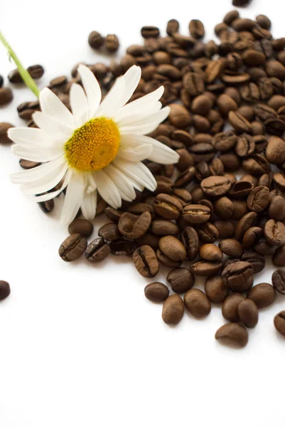 곡물 커피와 daisywheelSzemes kávé- és daisywheel — 스톡 사진