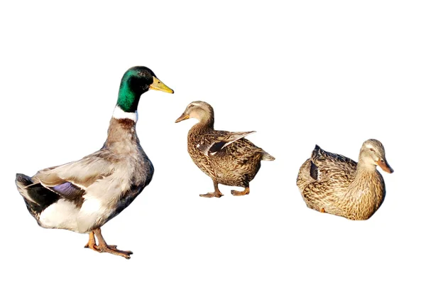 Ente und Erpel — Stockfoto