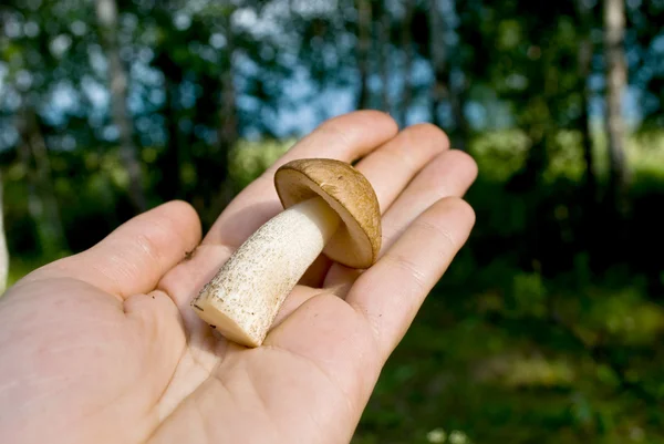 stock image Mushroom