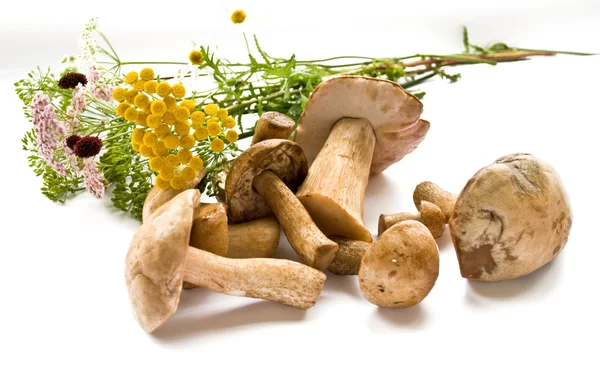 stock image Mushrooms