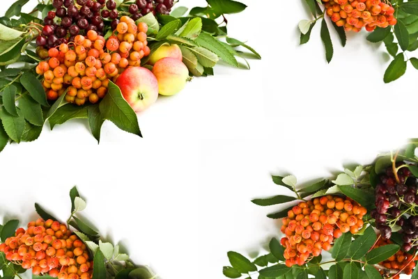 stock image Wild ash and apples