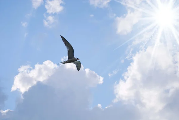 stock image Bird