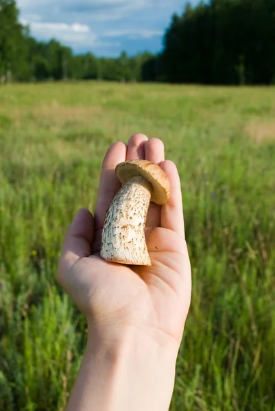 Stock image Mushroom