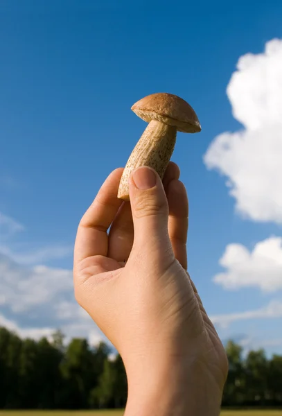 stock image Mushroom