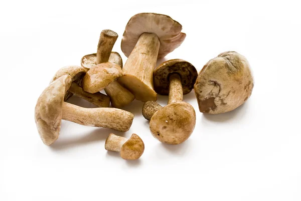 Mushrooms Stock Picture
