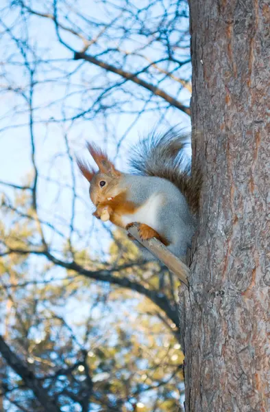 stock image Squirrel