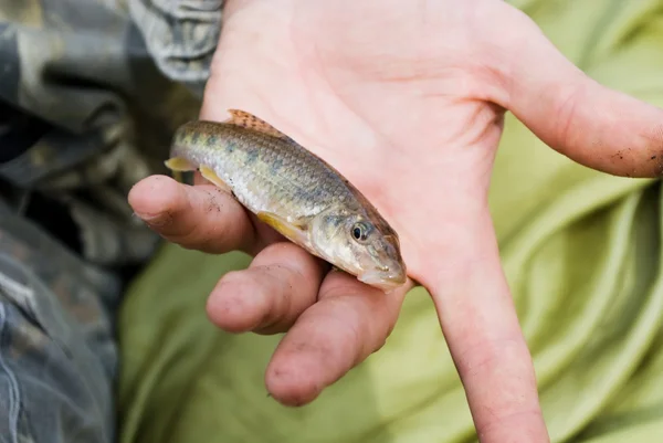 stock image Gudgeon