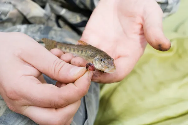 stock image Gudgeon