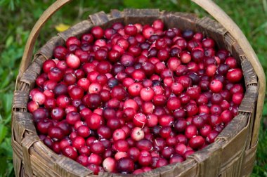 Cranberry crop in a basket. clipart