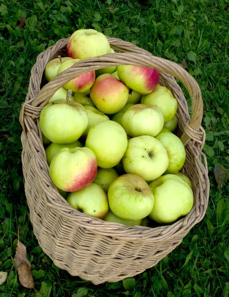 Molly com maçãs . — Fotografia de Stock