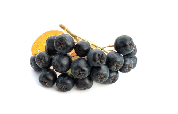 Горобина чорно плодова — стокове фото