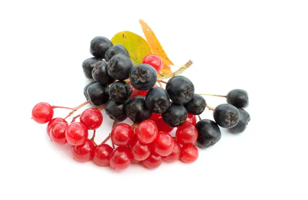 Guelder-rose berries and black chokeberr — Stock Photo, Image