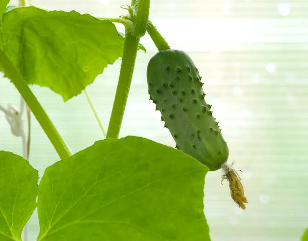 stock image Cucumber on a branch.