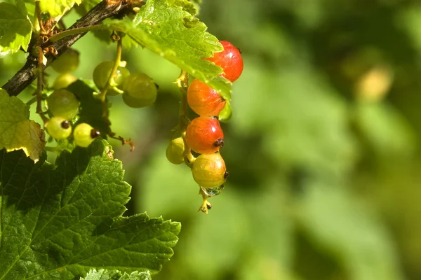 Northern red currant — Stock Photo, Image