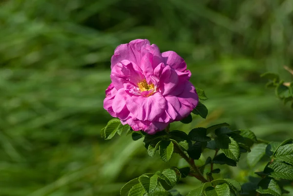 Dogrose の花 — ストック写真