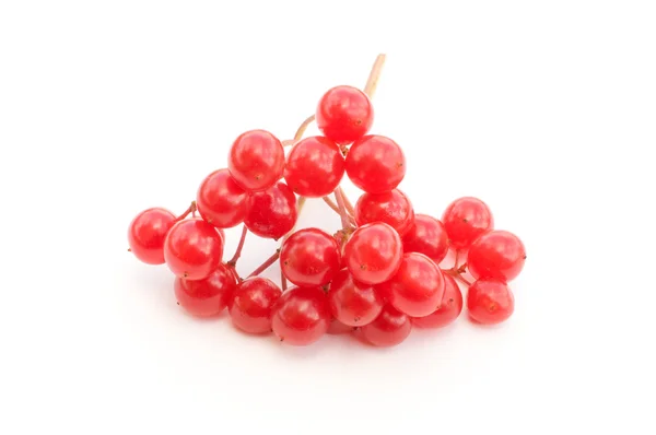 Red guelder-rose. — Stock Photo, Image