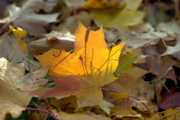 stock image Autumn leaves