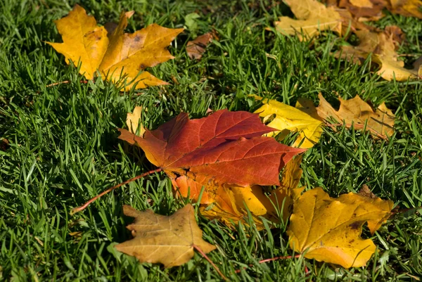 stock image Autumn leaves