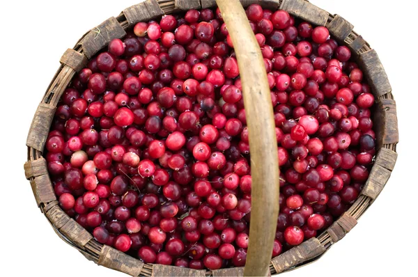 Basket with a cranberry. — Stock Photo, Image