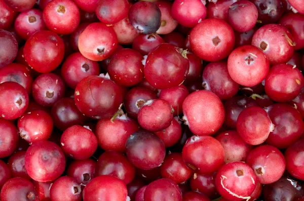 Achtergrond van cranberry bessen. — Stockfoto