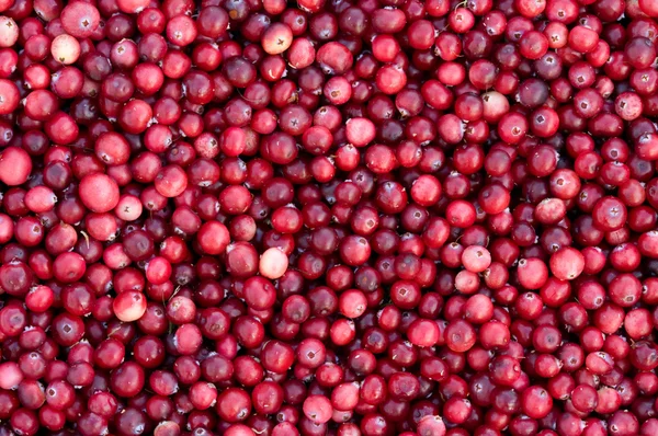Fresh cranberry. — Stock Photo, Image