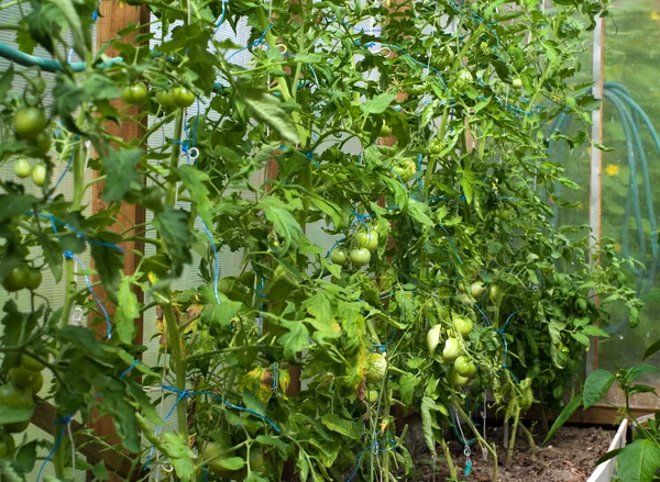 stock image Crop of tomatoes in a hotbed.