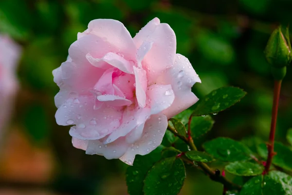 Rose after a rain — Stock Photo, Image