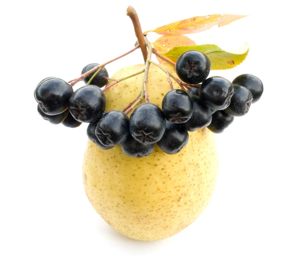 Pear and black chokeberry. Stock Photo