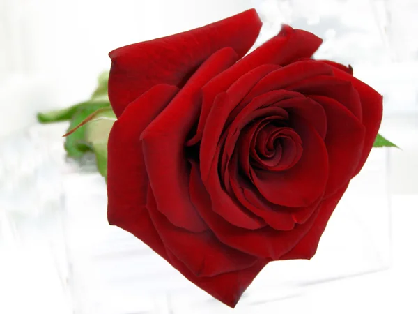 stock image Red rose against the white background