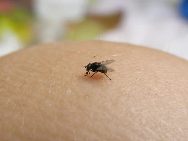 stock image Fly on the skin