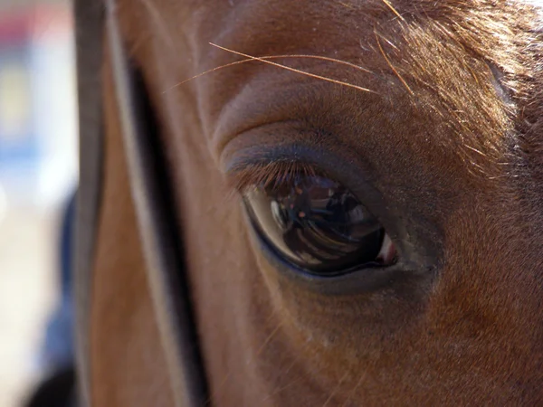 Eyes of the horse — Stock Photo, Image