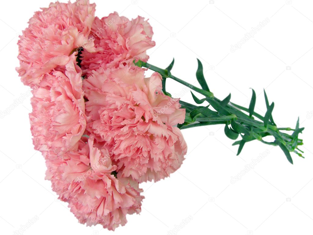 Pink Carnations — Stock Photo © Clarushka 1028655
