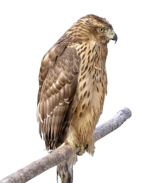 The bird of prey — Stock Photo, Image