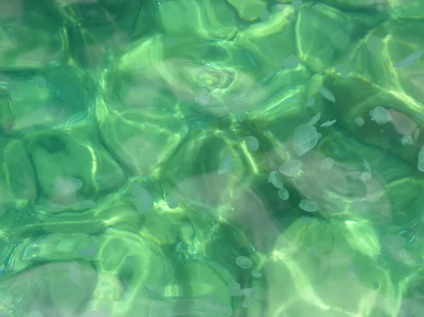 stock image Flock of jellyfish under the sea water