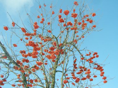 Kırmızı rowan