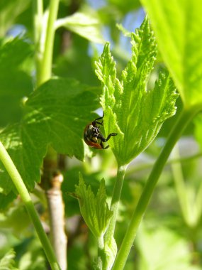 Young leaves of currant