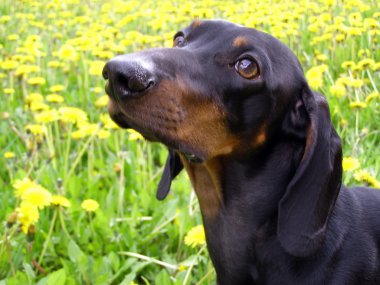 Dog against the background of dandelions clipart