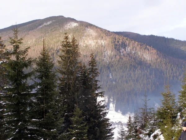 stock image The Carpathians