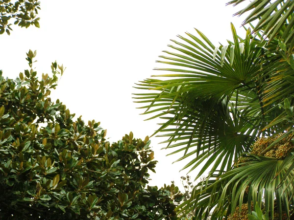 Листья пальмы и лаврового дерева — стоковое фото