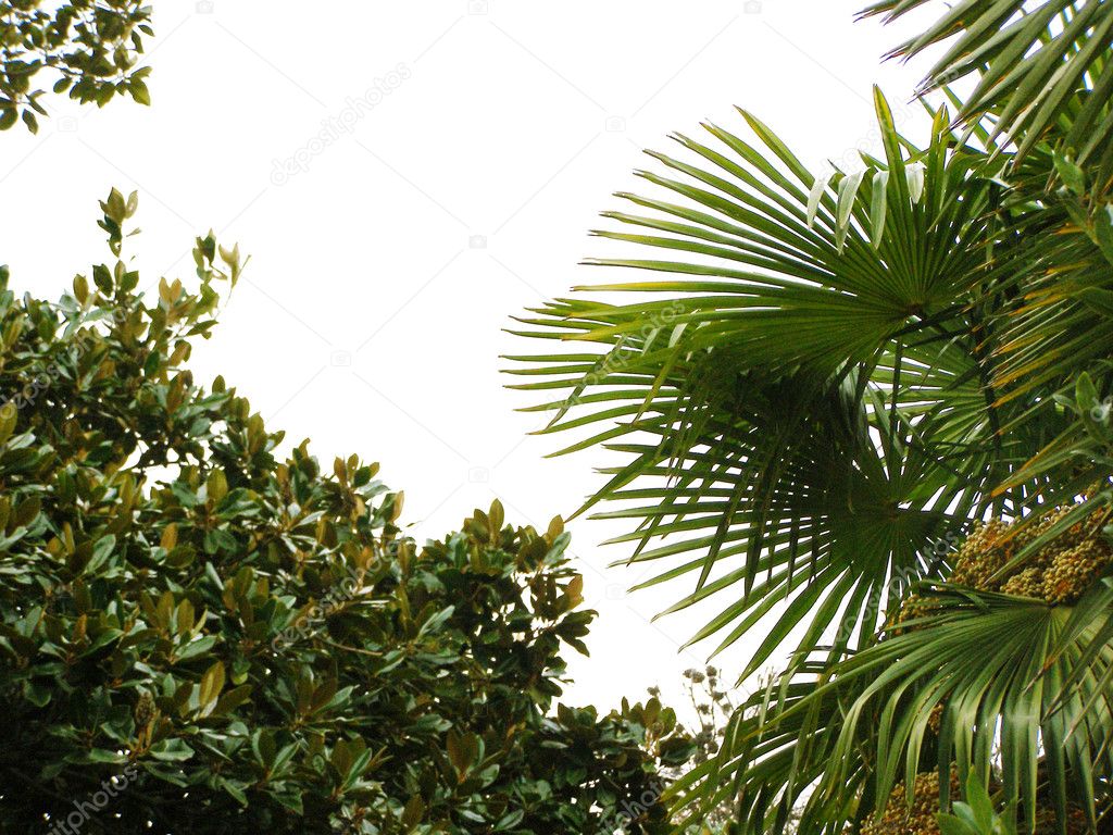 Leaves of palm and bay tree