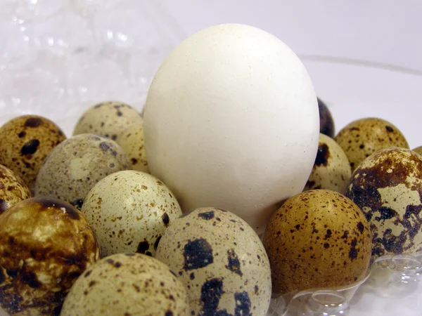 Яйца домашних и фермерских птиц — стоковое фото