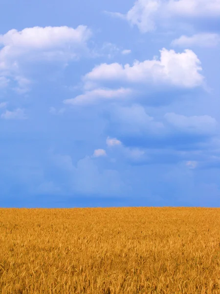 Pšeničné pole vertikální — Stock fotografie
