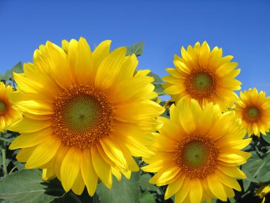 Sunflowers field clipart