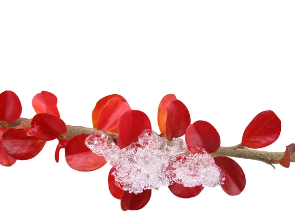 Plant and ice — Stock Photo, Image