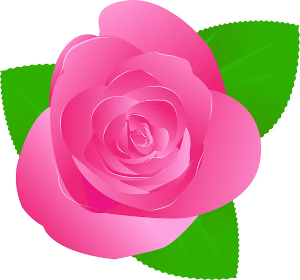 One pink rose — Stock Vector