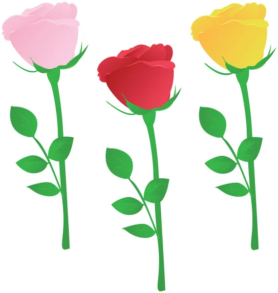 Vetor três rosas multicoloridas — Vetor de Stock